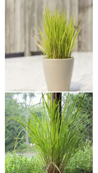 레몬그라스 재배 온도 유지 삽목 번식 잎 수확_12