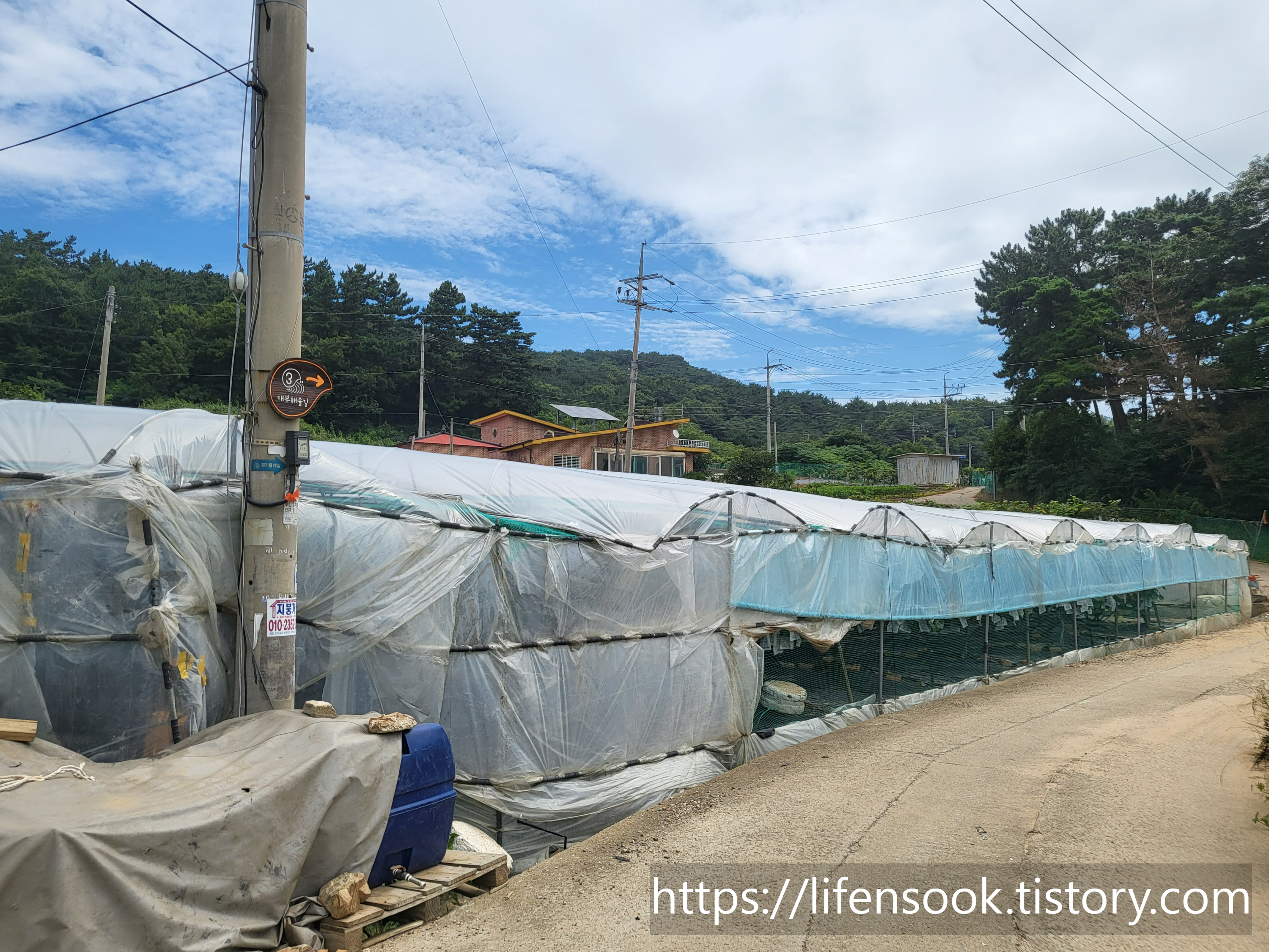 대부해솔길 3코스 포도밭 2