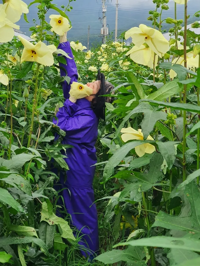금화규 꽃차 먹는 법과 부작용까지 한 번에 정리하는 방법_2