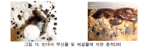 빈대의 부산물 및 배설물