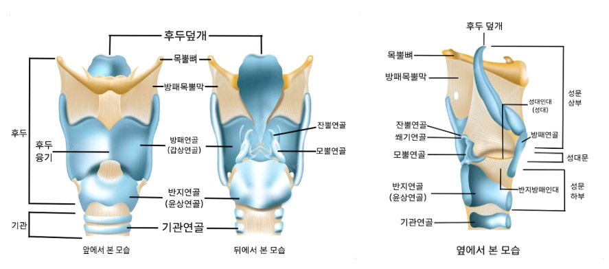 후두의-구조