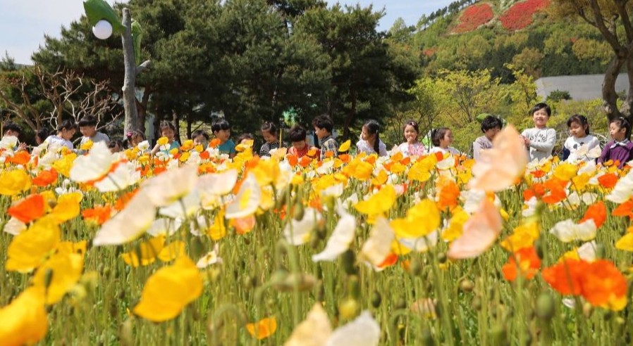 과거 나비축제 장면