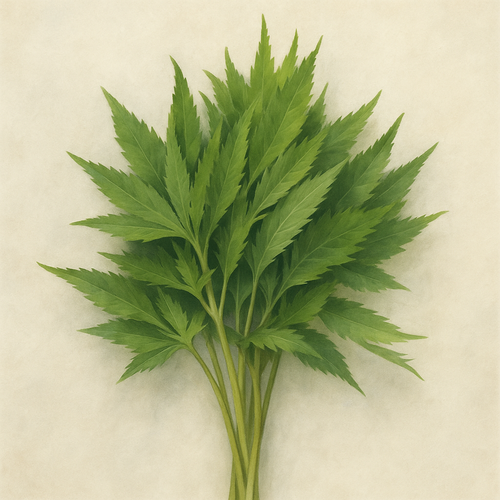 당귀-부작용-주의사항