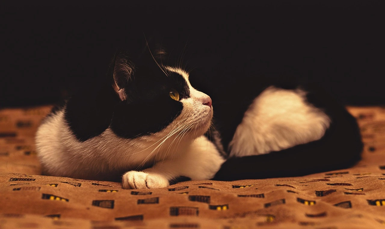 경찰복지포털 이용 안내와 주요 혜택 알아보기