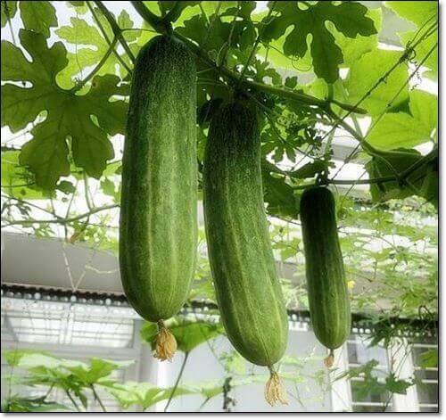 오이 효능