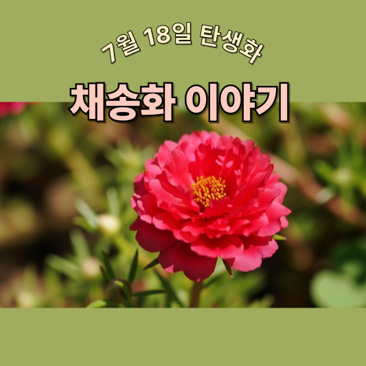 7월 18일 탄생화, 채송화(이끼 장미)