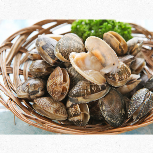 8월 제철 조개 종류와 효능 인포그래픽