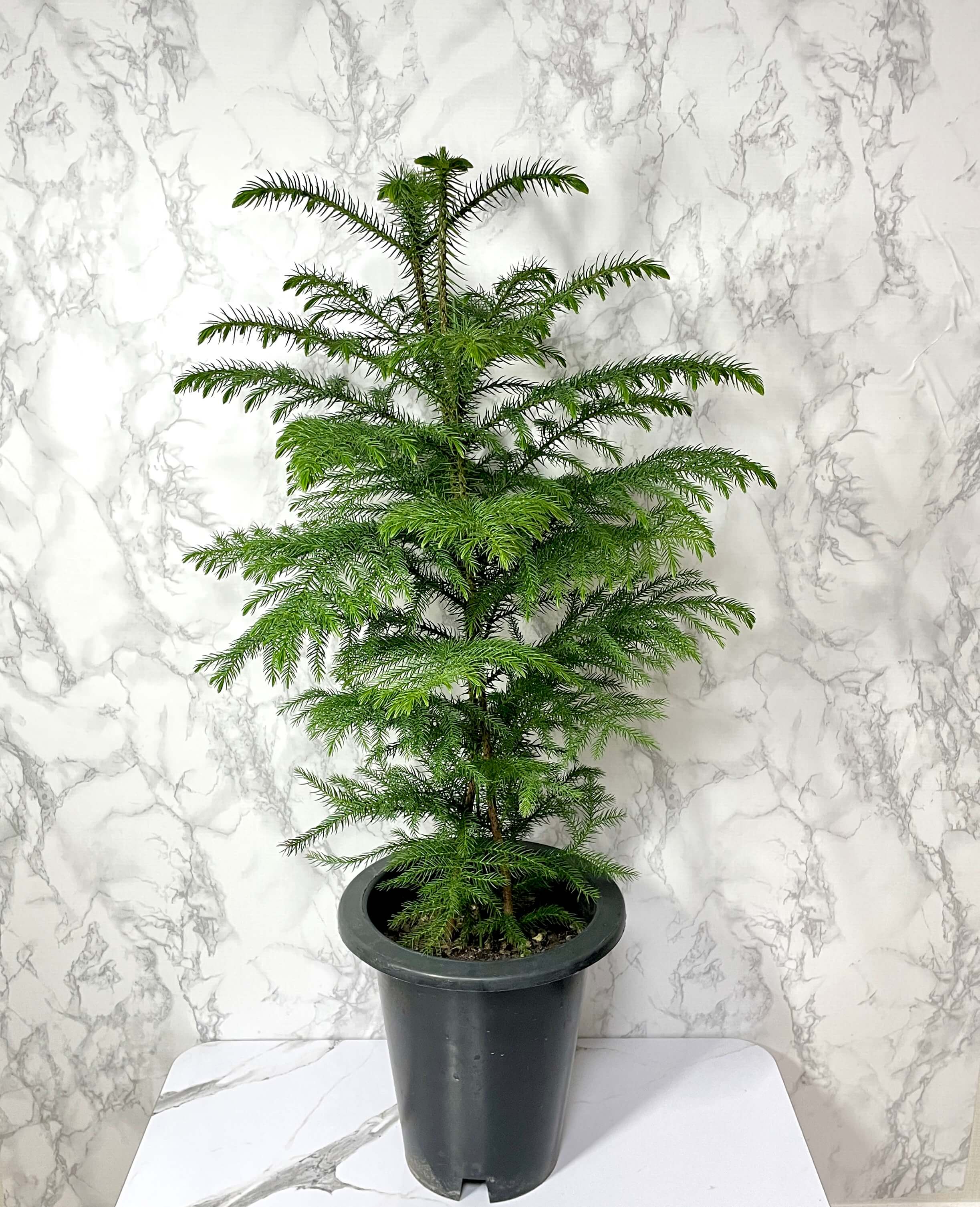 아라우카리아 키우기