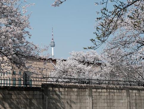 용산 벚꽃