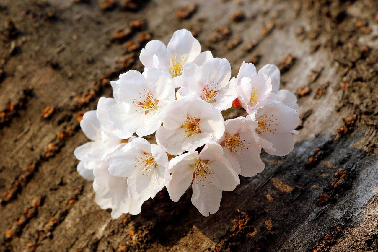 화담숲 사전예매 방법