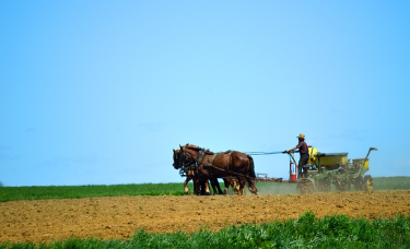 흰콩 파종시기와 거름 주는 방법 알아보기 1