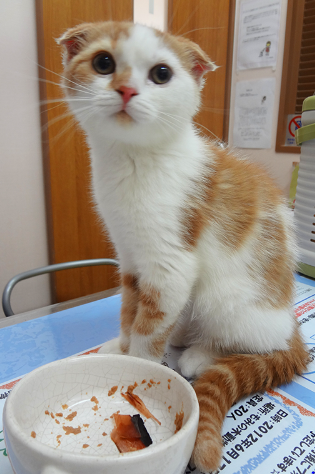 밥 잘먹은 고양이
