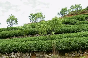 차나무 재배 잎 따기 시기 그늘 재배 향 유지_5