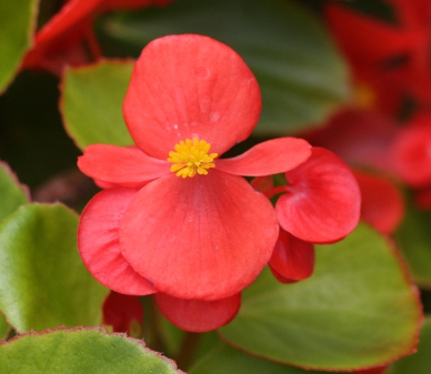 겨울 꽃 베고니아