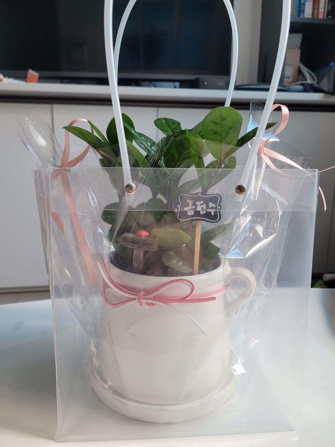 금전수 키우기