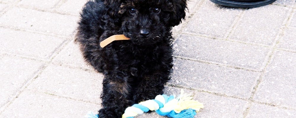 토이푸들 잘 키우는 방법 3