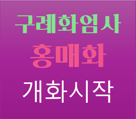 구례 화엄사 홍매화 개화일