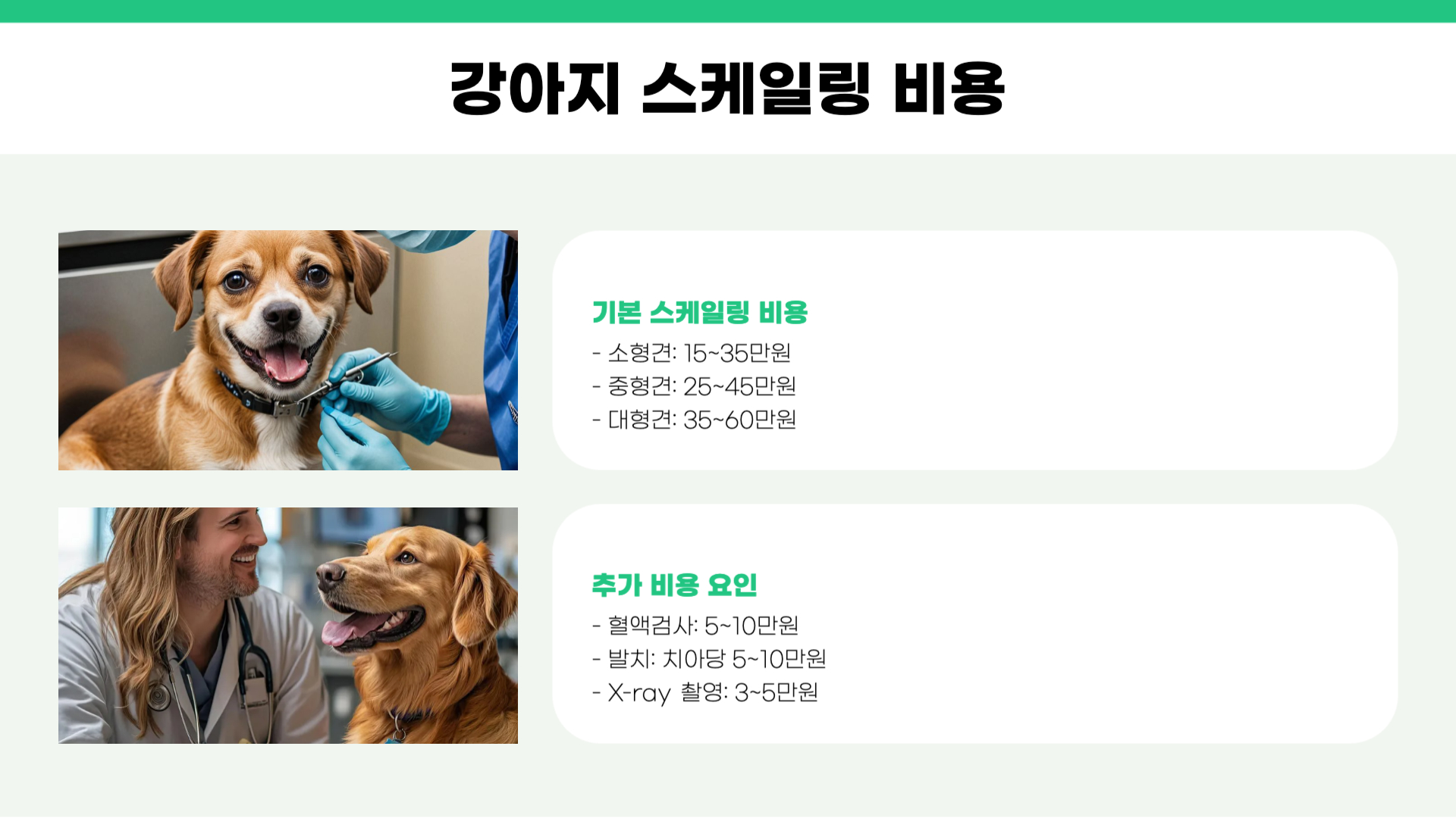 강아지 스케일링 주기 비용