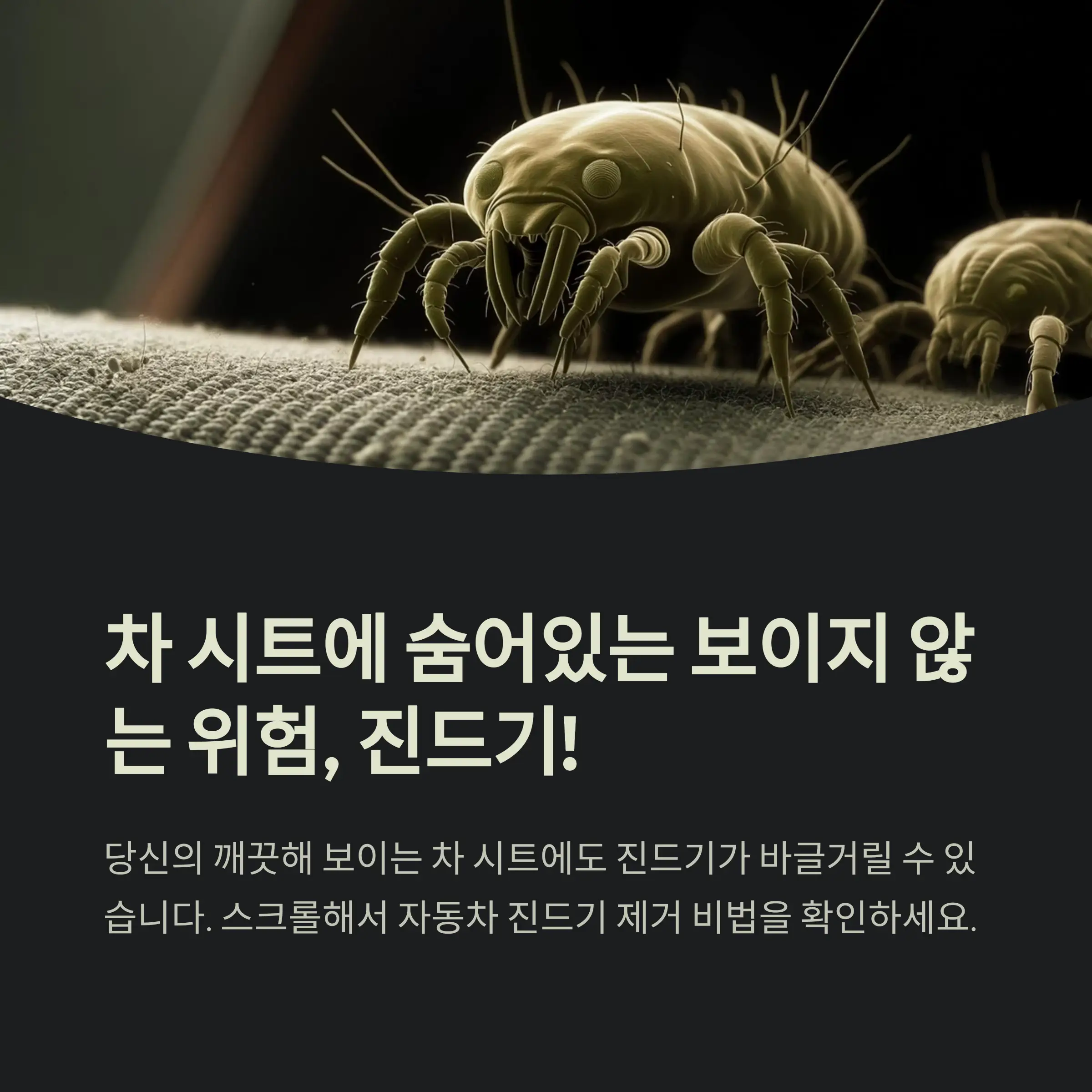 차량 진드기 제거 정보
