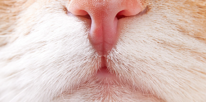 고양이