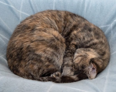 고양이 암모나이트