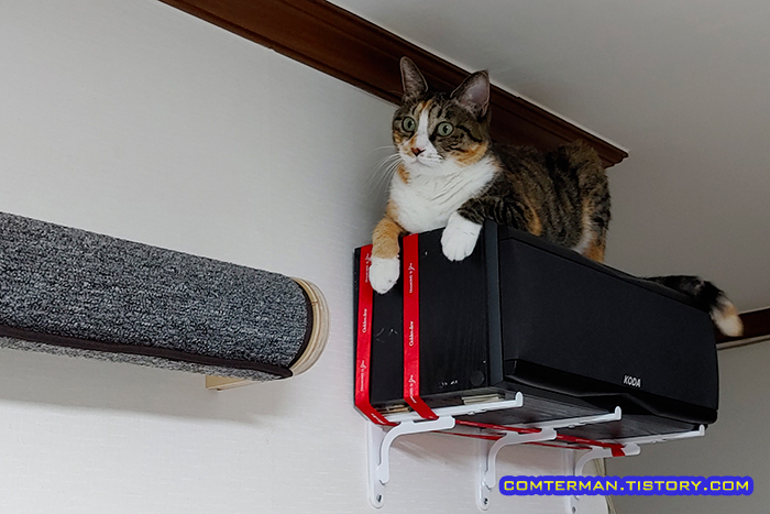 거실벽 캣워커 고양이