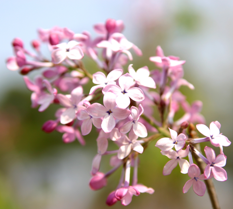 수수꽃다리 꽃1