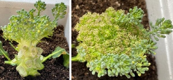 흙에심은브로콜리