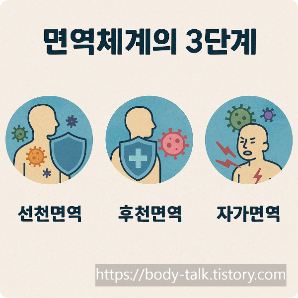면역 체계의 3단계: 선천 면역, 후천 면역, 자가 면역의 구조와 작동 원리