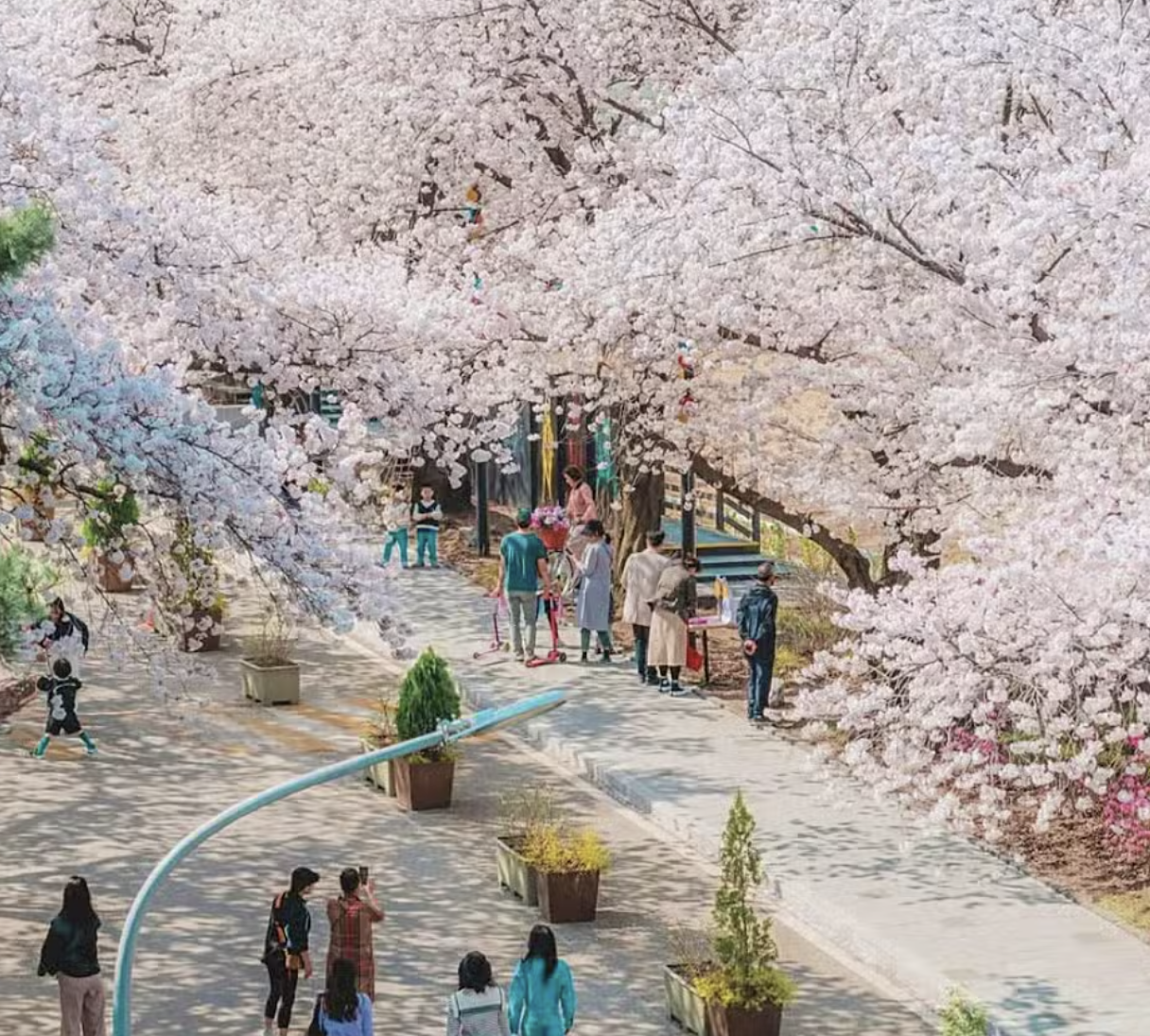 스위트 체리블라썸 벚꽃 축제