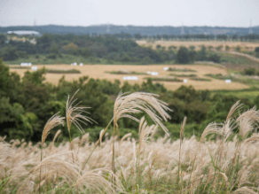 제주도 여행 가을 겨울 가볼만한 곳 오름 추천 입장료 소요시간 반려동물 동반