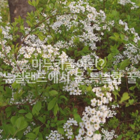 마누카 나무 꽃1