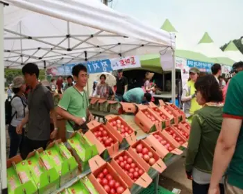 퇴촌 토마토 축제_13