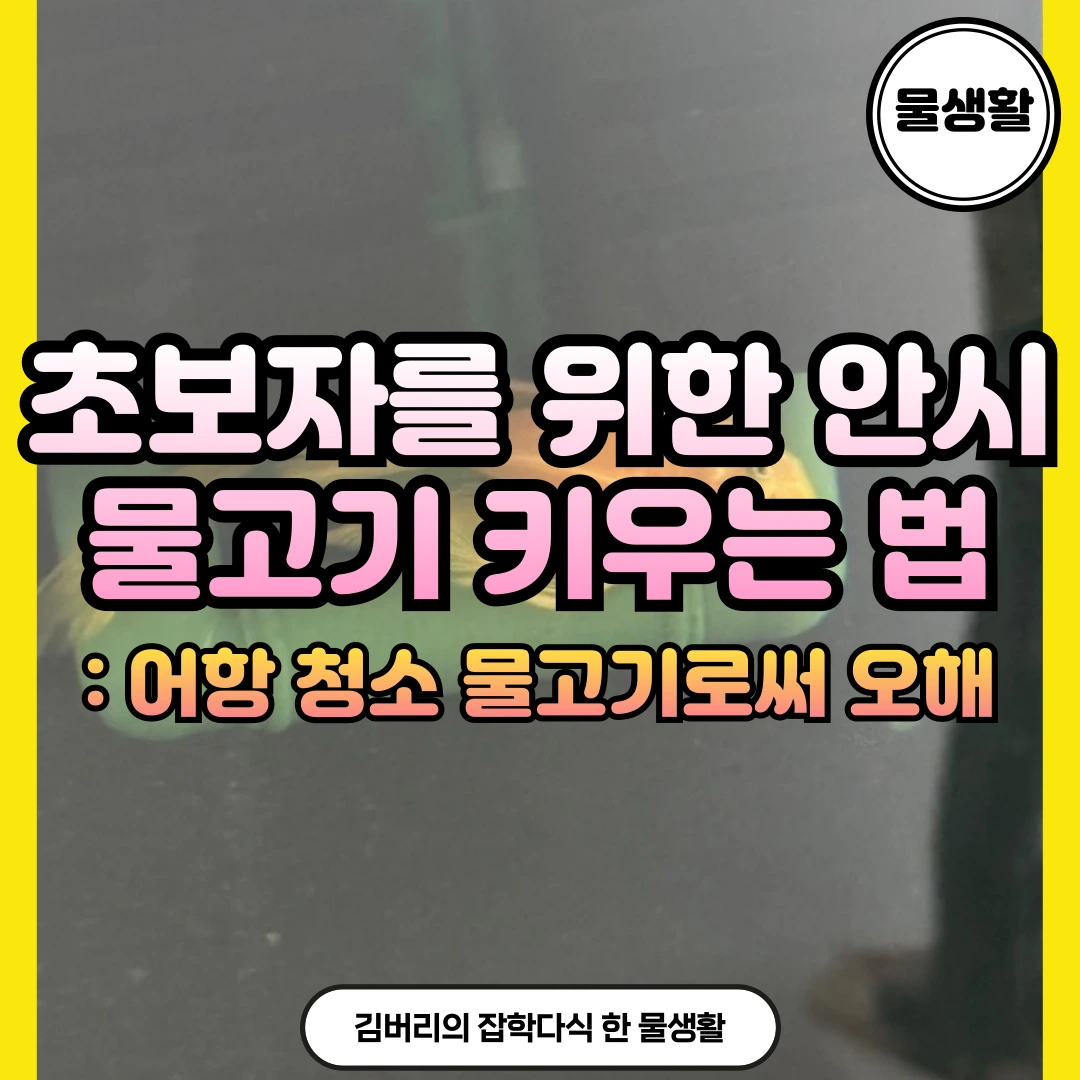 청소 물고기 안시 물고기 키우기