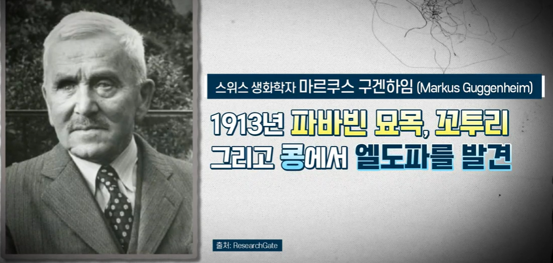 자이언트 파바빈 효능