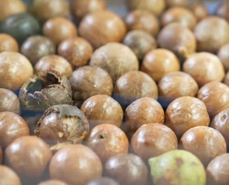 마카다미아의 효능