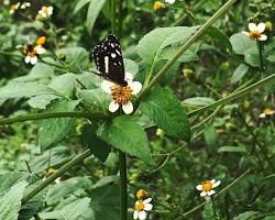 비덴스 이미지 사진