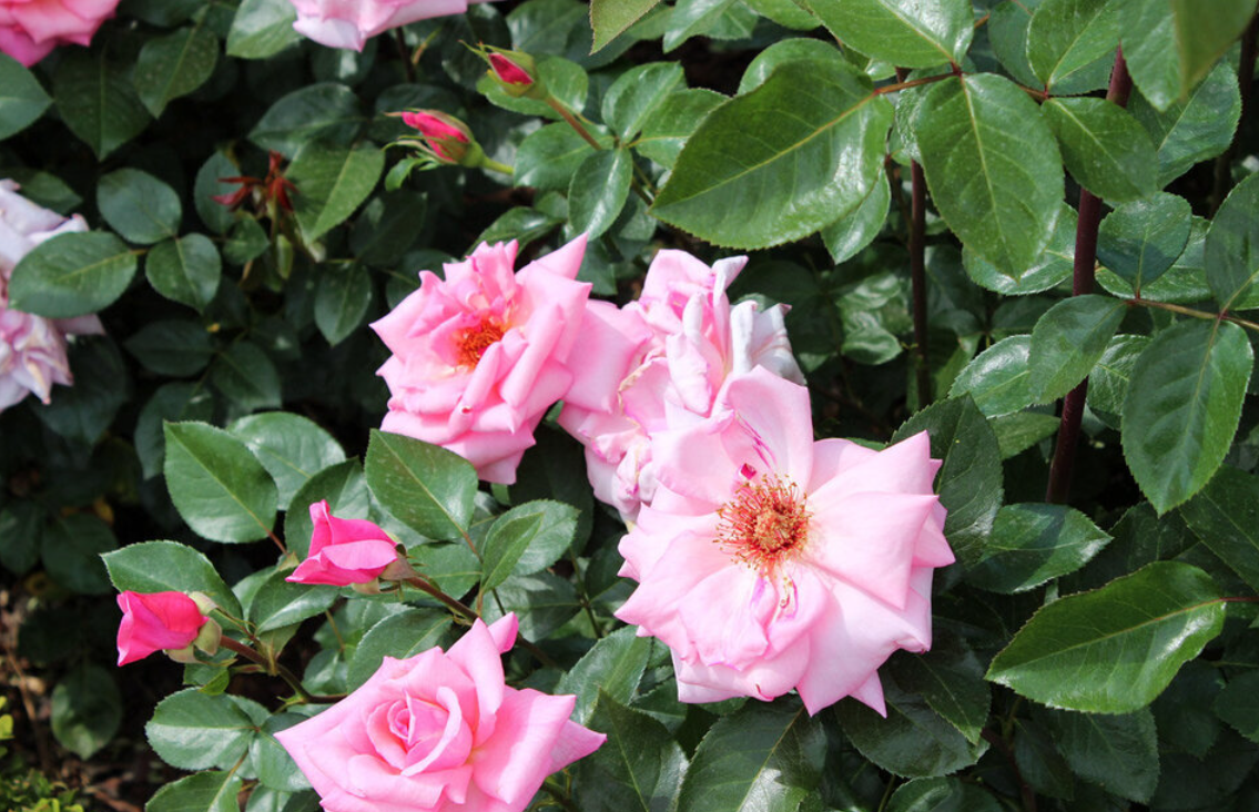 곡성 장미축제 개화현황