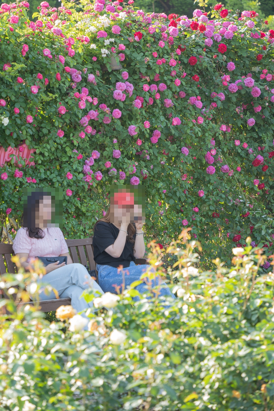 에버랜드 장미원