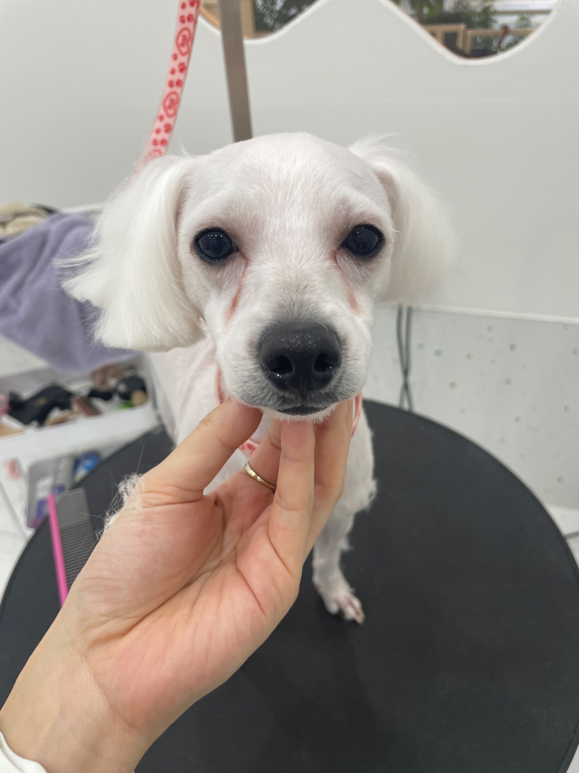 강아지 눈물자국 고민해결