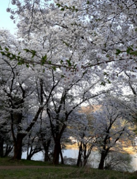 대성리 벚꽃나무 길