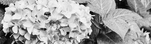 수국 키우는 법