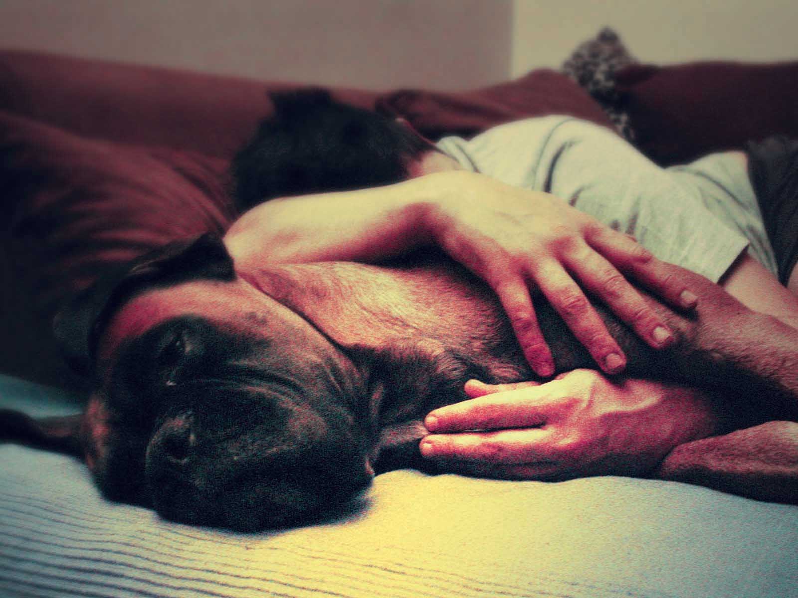 반려동물과 보호자 수면 관련 사진