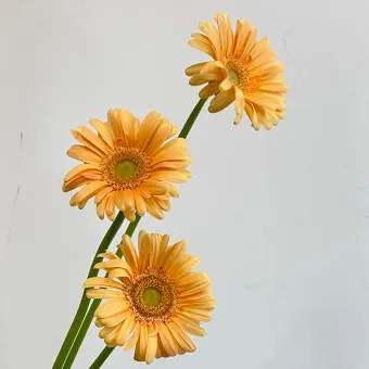"거베라