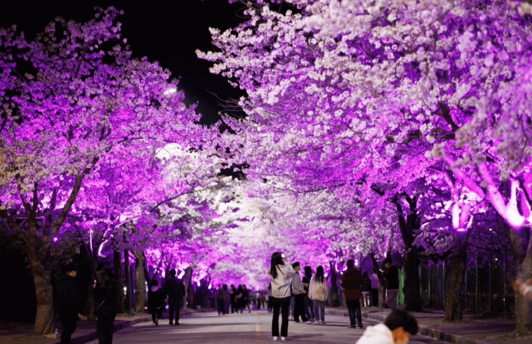 4월 전라남도 축제 가볼만한 곳 벚꽃 유채꽃 여행 추천 여행지