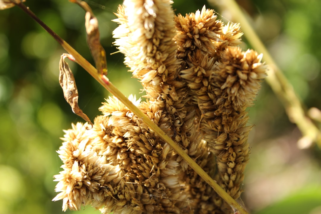 Buckwheat