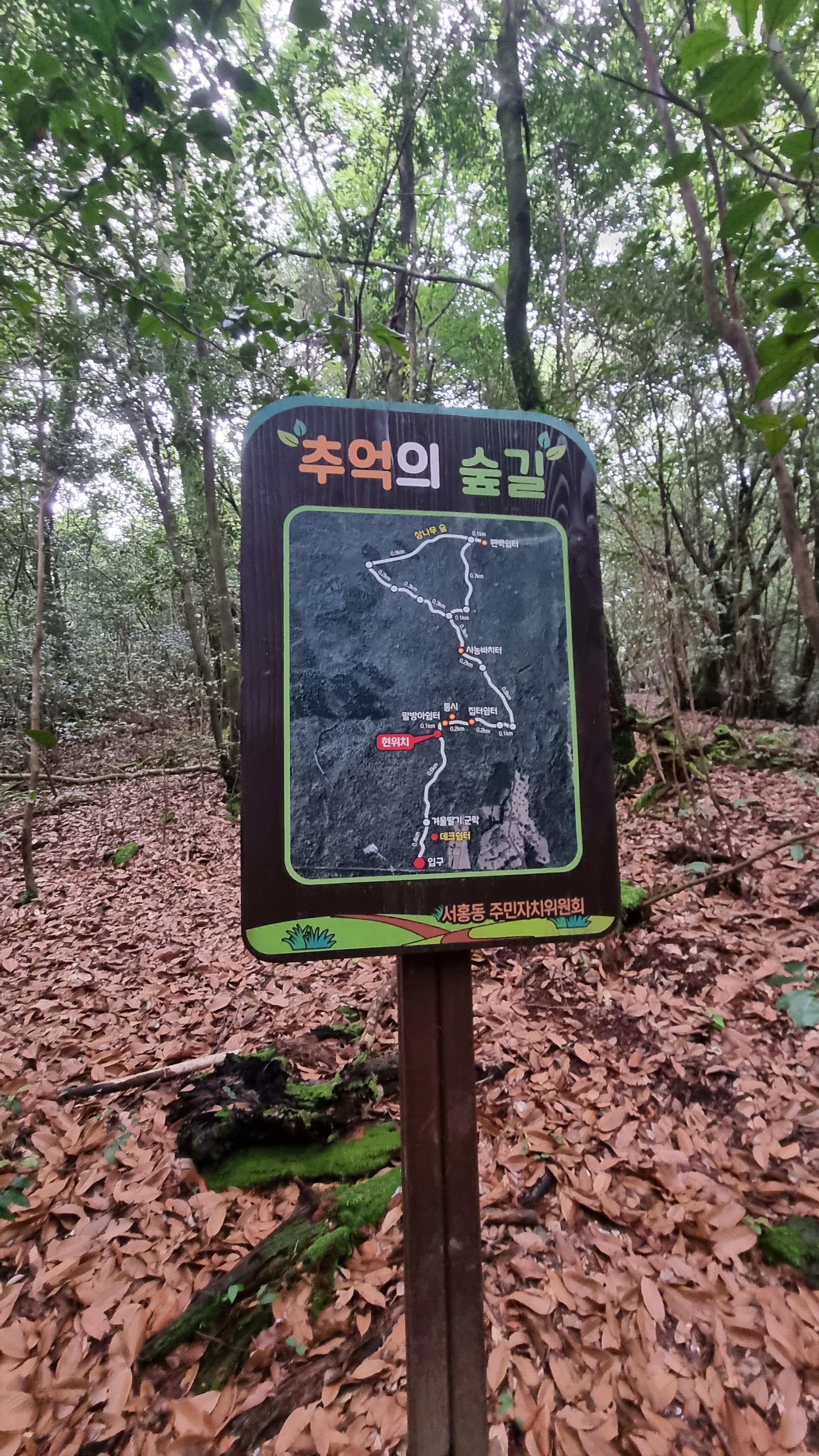 제주 추억의 숲길