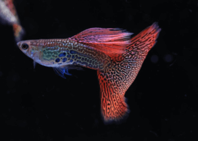 고정구피와 막구피의 차이점