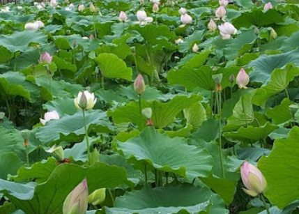 연잎 지방 분해를 돕는 성분