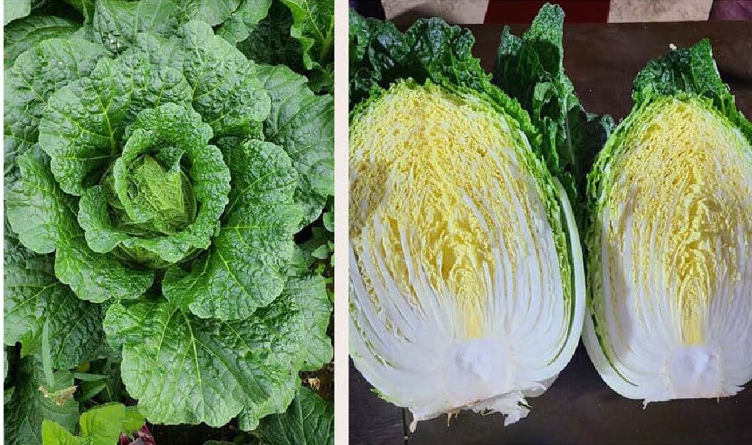 해남-배추